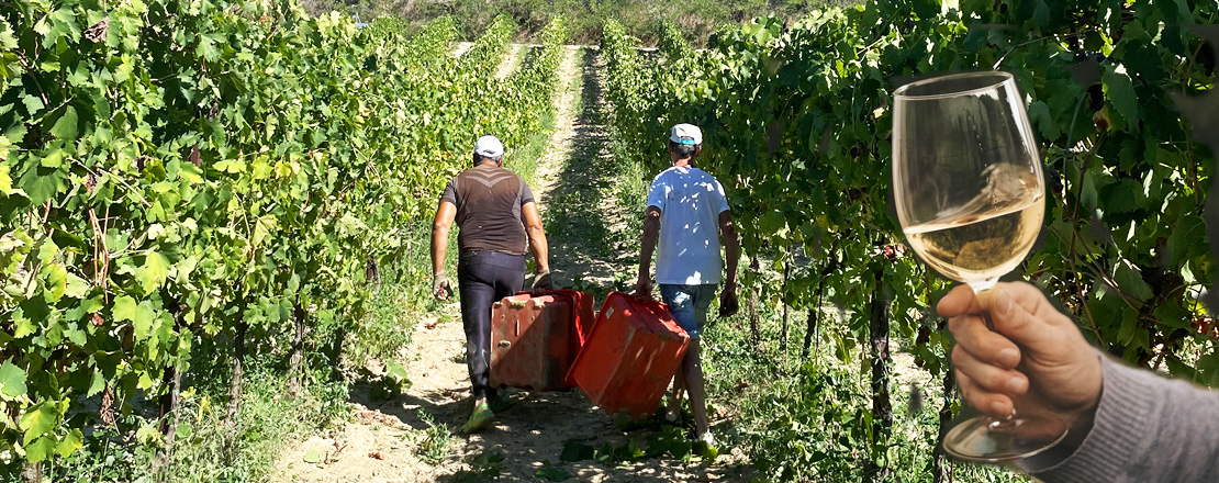 WINE.jpg
